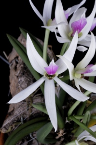 Leptotes bicolor Whopper AM/AOS 83 pts.